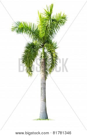 Palm Tree Isolated