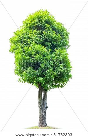 Big Magnolia Denudata Tree
