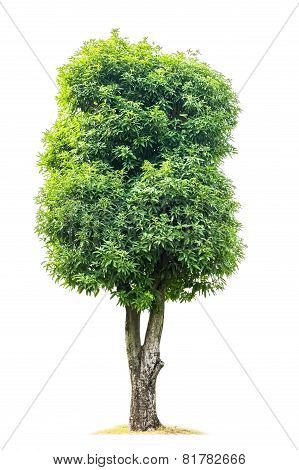 Green Magnolia Denudata Tree