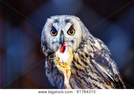 Eating Time
