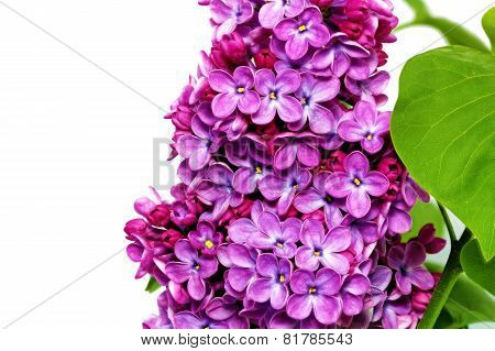 Beautiful Bunch Of Lilac Close-up