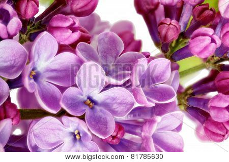 Beautiful Bunch Of Lilac Close-up