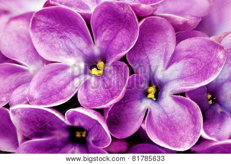 Beautiful Bunch Of Lilac Close-up