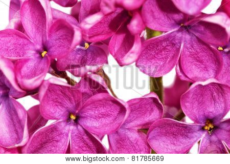 Beautiful Bunch Of Lilac Close-up