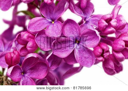 Beautiful Bunch Of Lilac Close-up