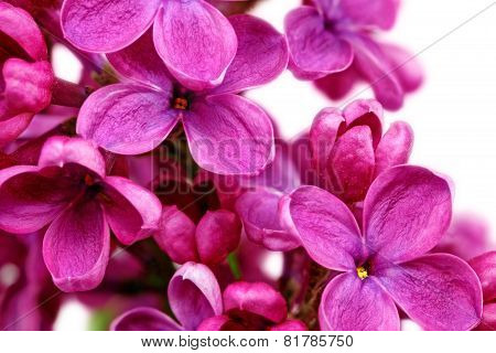 Beautiful Bunch Of Lilac Close-up