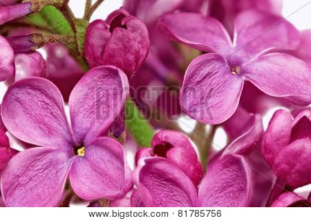 Beautiful Bunch Of Lilac Close-up