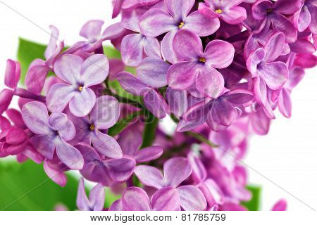 Lilac.