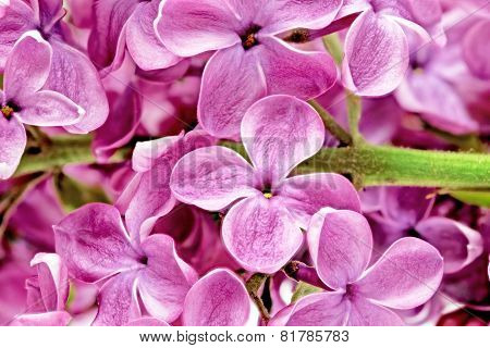 Lilac.
