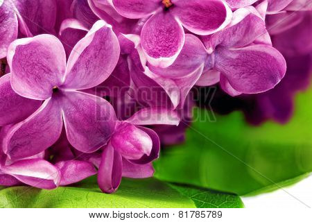 Lilac.