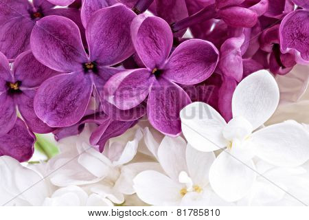 Beautiful Bunch Of Violet And White Lilac