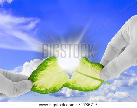 Ecology Concept -asunder Destroy Green Leaf