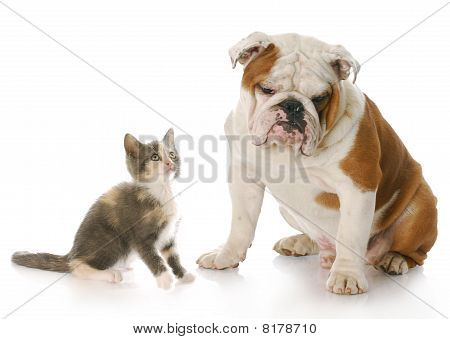 Kat og hund