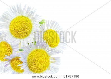 A Lot Of White Camomiles. Isolated On A White