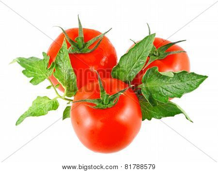 Lush Tomatos With Green Leafs. Isolated