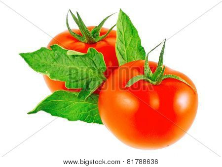 Lush Tomatos With Green Leafs. Isolated