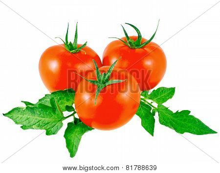 Lush Tomatos With Green Leafs. Isolated