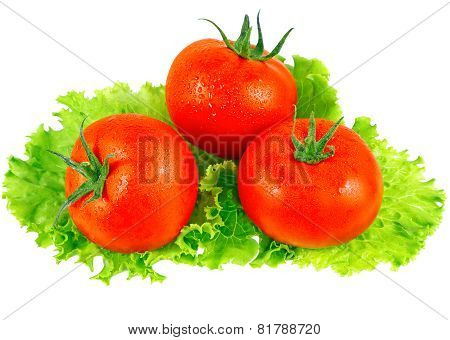 Lush Tomatos With Green Leafs. Isolated