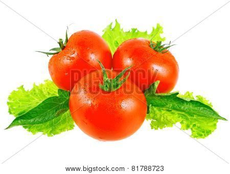 Lush Tomatos With Green Leafs. Isolated