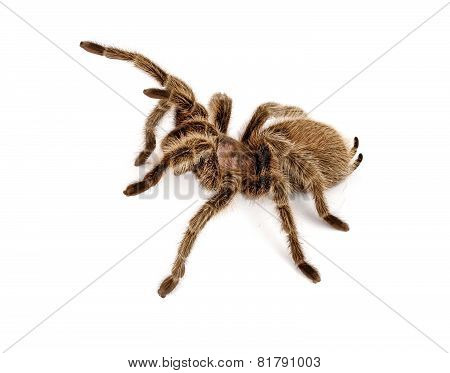 Chilean Rose Hair Tarantula