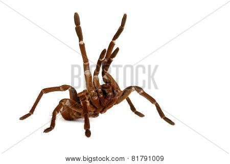 Goliath Bird Eater Tarantula