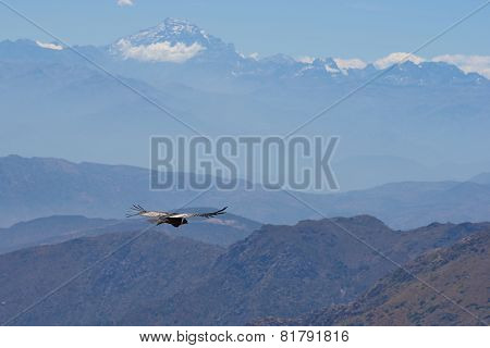 Andean Condor