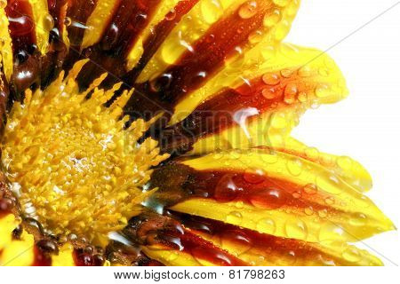 Single Flower Of Tiger Gazania With Drops. (splendens Genus Asteraceae).isolated.