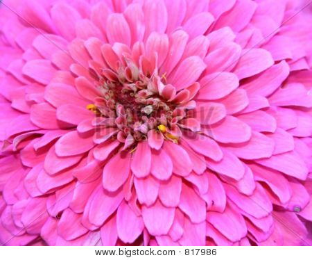 PEMBE PAPATYA
