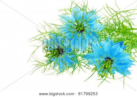 Nigella Damascena On White Background. Isolated. Close-up