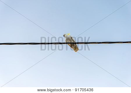 Cockatoo On A Wire