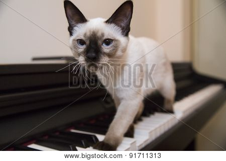 A Graceful Catstrut On The Keyboard