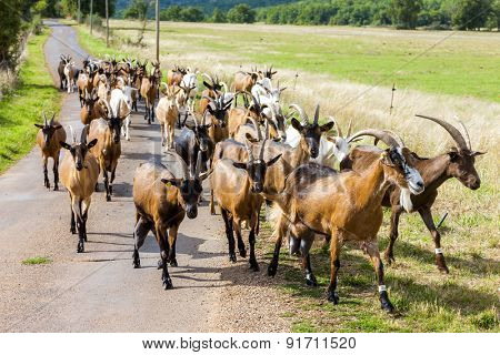 herd of goats on the road, Aveyron, Midi Pyrenees, France