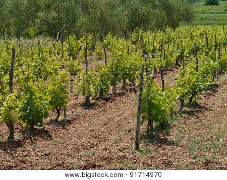 Croatian vines with grape plants in perspective
