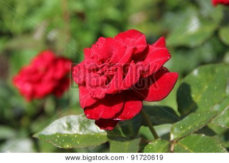 Red Rose After A Rain In The City