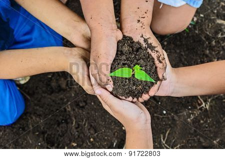 Children Hand And Tree