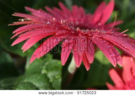 Pink herberas with water drops