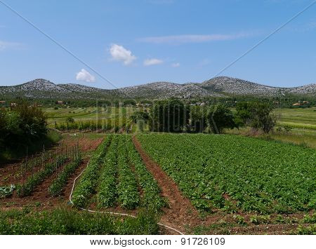 A vineyard and vegetables at a farm