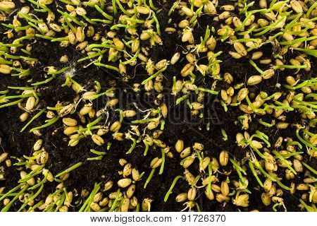 Close up Fresh Seedling growing on black soil.