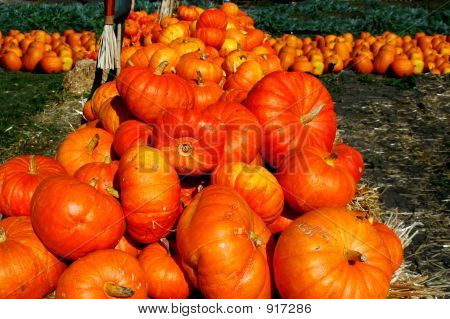 Halloween Pumpkins