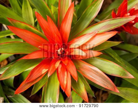 Bromeliaceae (the bromeliads) are a family of monocot flowering plants
