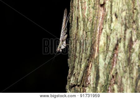 insect in nature background