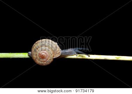 Snail on a tree in the forest.