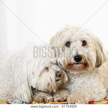 Portrait of two coton de tulear dogs snuggling together
