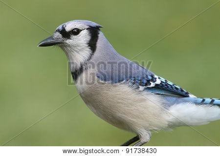 Blue Jay (corvid Cyanocitta)
