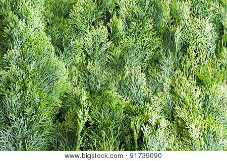 Arborvitae Leaves Background