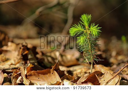 Young Fir Growing In Forest