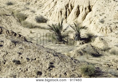 Desierto con dos - Ananas como Palmas