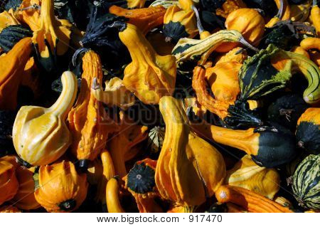 Squash 2