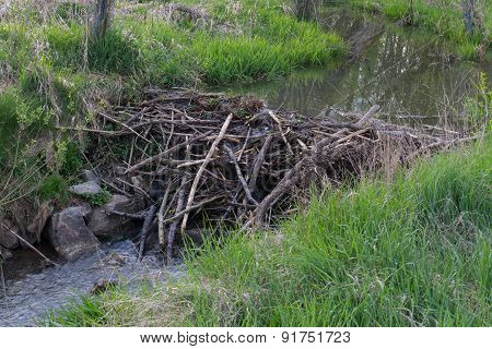 Beaver Dam At A Small Creek