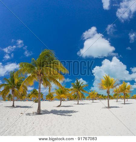 Palm trees on the white sand.